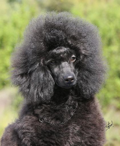 Poodle 9Y788D-043.JPG